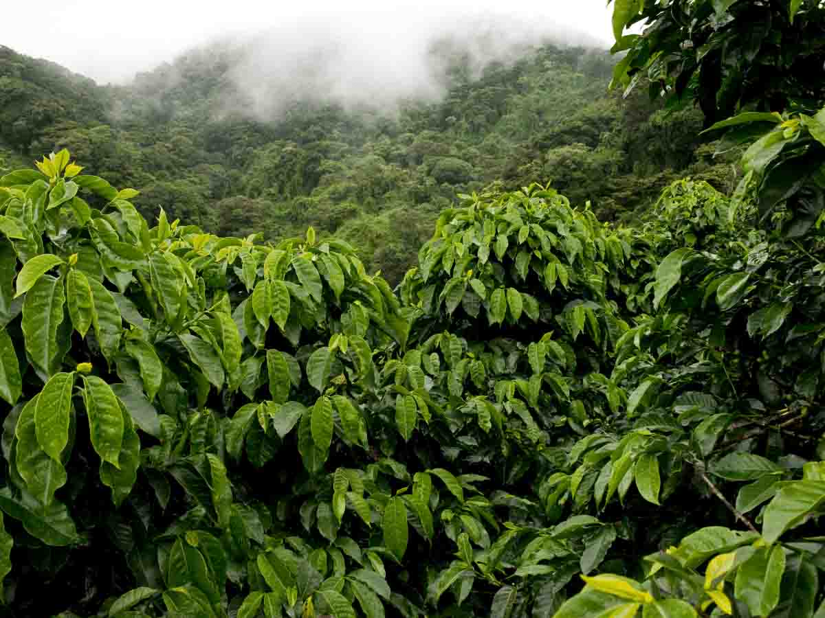 el mejor cafe del mundo
