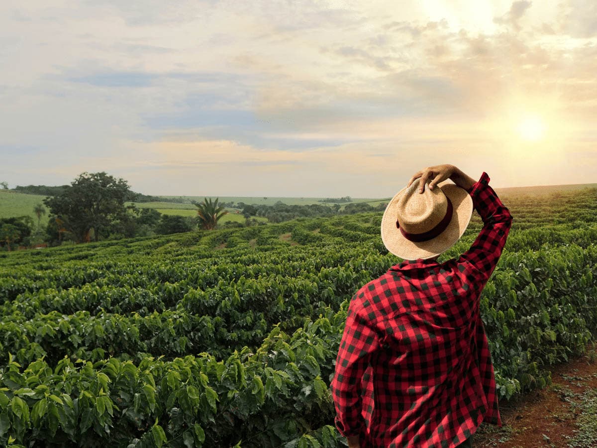 mejor cafe en grano calidad precio