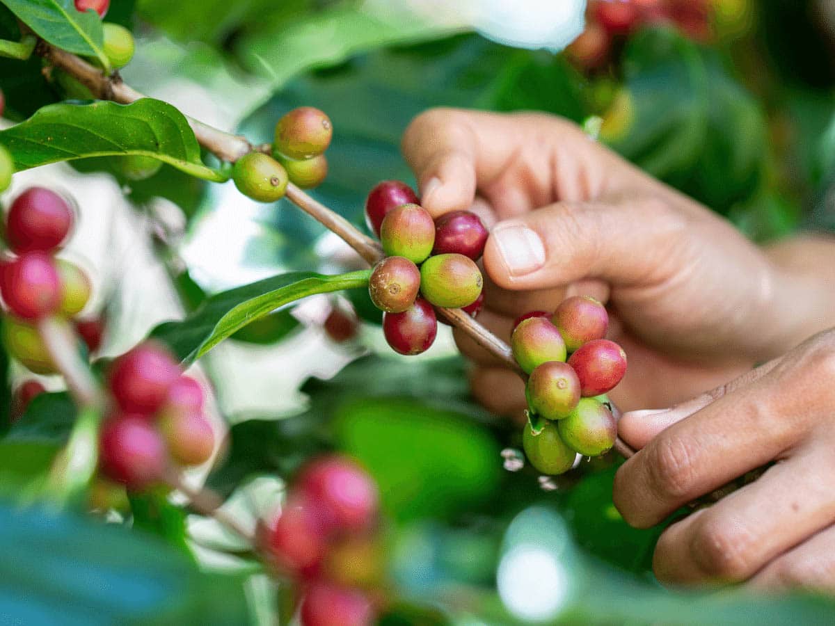 mejor molinillo cafe eléctrico de cuchillas