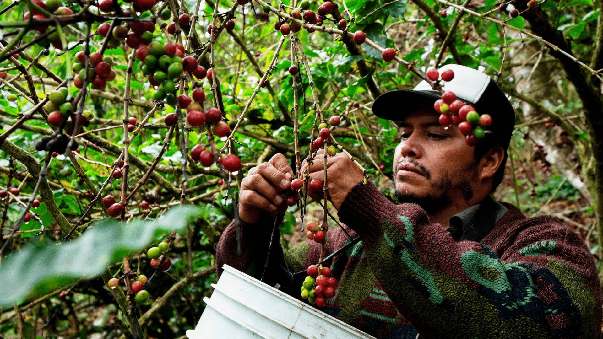 tipo molienda para cafetera