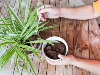 el cafe es bueno para las plantas
