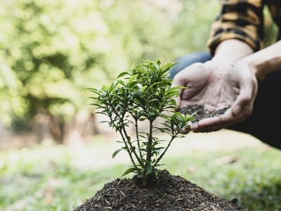el cafe es bueno para las plantas
