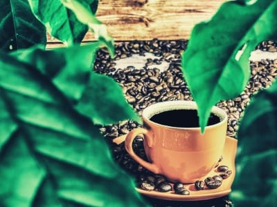 inconvenientes del cafe descafeinado