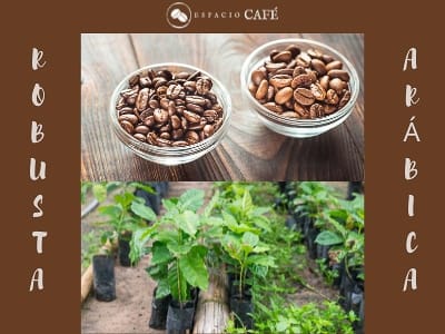 planta de cafe