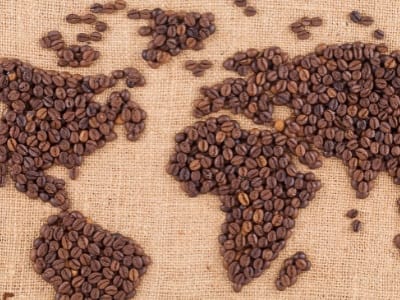 planta de cafe
