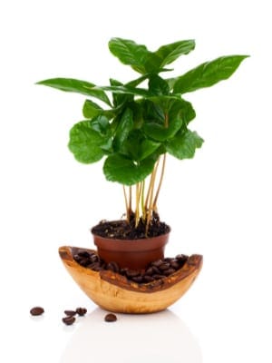 planta de cafe en maceta