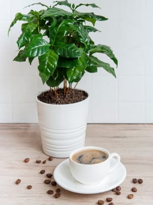 Es importante esperar a la temporada de cosecha y recoger sólo los granos maduros. He aquí cómo saber si un grano está maduro: