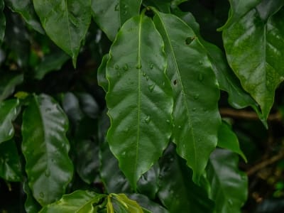 planta de cafe en maceta-2