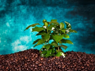 planta de cafe en maceta