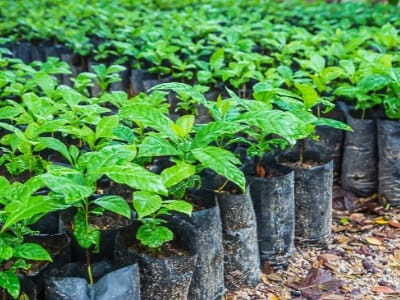 planta de cafe en maceta