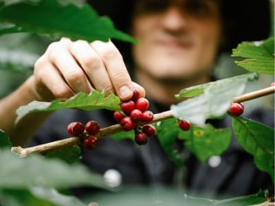 planta de cafe en maceta-2