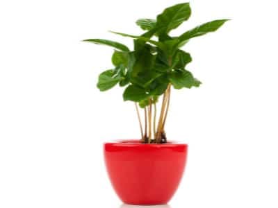 planta de cafe