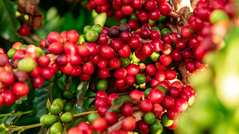 mejor cafe brasileño
