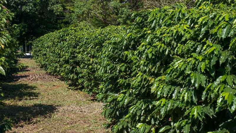 mejor cafe brasileño